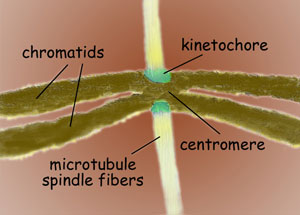 A kinetochore is the multi-protein structure in which microtubule spindle fibers engage chromosomes to align and separate them equally between daughter cells during cell division