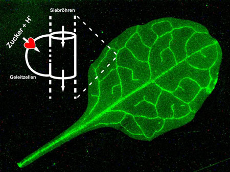 >Leaf of the plant Arabidopsis thaliana, in which the sucrose transporters are visible