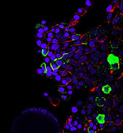 This is a confocal microscopic image of RWV-derived 3-D intestinal cell culture model labeled with various markers for differentiation
