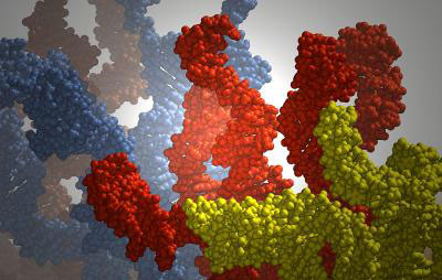 This image is a simulation snapshot of the molecular dynamics of DNA strands
