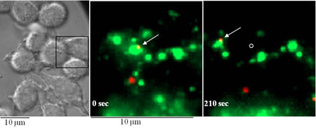 Nanoparticles (shown in red) co-localized and moved with Scavenger Receptor A (green), suggesting that this receptor may play a role in mediating the interaction and fate of these particles in the certain cells