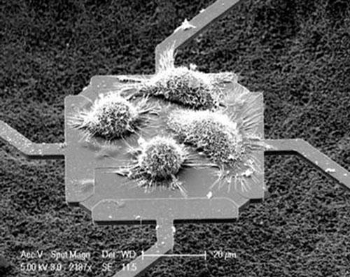 A scanning electron microscope image of cells growing on a microsensor