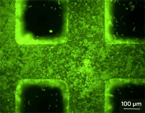 A fluorescence microscopy image of hepatocytes growing on a microstructured three-dimensional scaffold fabricated by two-photon laser scanning photolithography