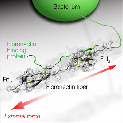 Bacteria can adhere to fibronectin fibres in connective tissues by using their adhesion proteins (green) to bind to certain recognition sites in the fibre