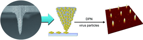 Direct-write dip-pen nanolithography (DPN) using a tip coated with nanoporous poly(2-methyl-2-oxazoline) allows the creation of precise patterns of large-sized biomaterials such as viruses