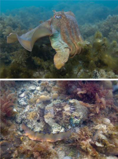 giant Australian cuttlefish, Sepia apama