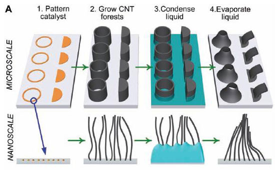 Illustration of carbon nanotube forest growth and capillary forming sequence