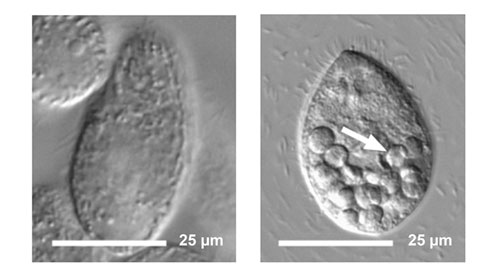 quantum dot-tainted bacteria stop digestion in the protozoan, and food vacuoles with undigested material accumulate