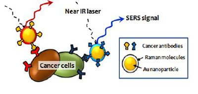Illustration of multiplex cancer targeting by SERS nanoparticles encoded by Raman molecules and cancer antibodies