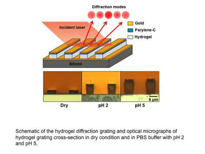 This diagram depicts a new type of diffraction-based sensor made of thin stripes of a gelatinous material called a hydrogel, which expands and contracts depending on the acidity of its environment