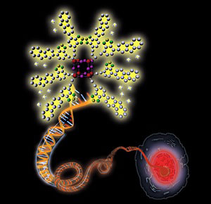 Schematic illustration showing a positively charged nanoprobe (upper left) binding to a negatively charged double-strand DNA molecule (center), resulting in enhanced fluorescence that allows the visualization of a cellular nucleus (bottom right)