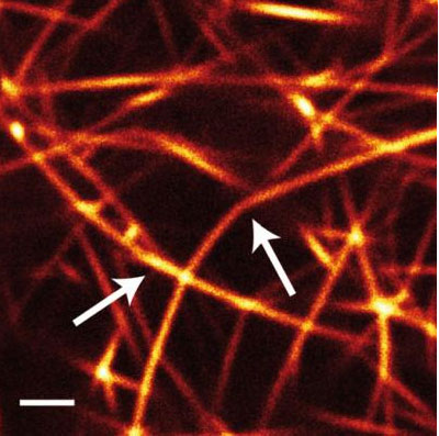 Bended actin/fascin bundles indicate stress, incorporated when the network formed