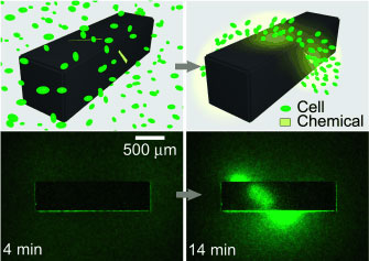 A method for the precise generation of durable 3D chemical patterns within stationary media was used to direct the chemotactic self-organization of living cells