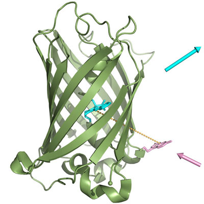Interplay of two dyes in the biosynthetic fluorescent protein