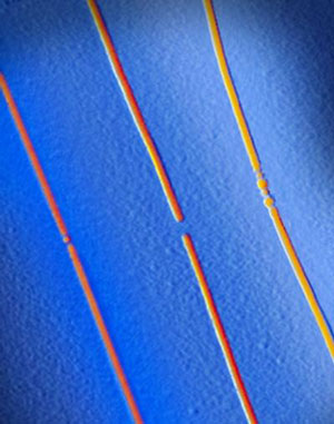 Carbon Nanotube Electrodes