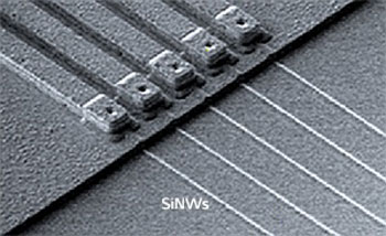 Scanning electron microscopy image of a sensor formed from five individual silicon nanowires