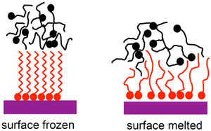 Schematic representation of the alkanol monolayer when frozen (left) and melted (right)