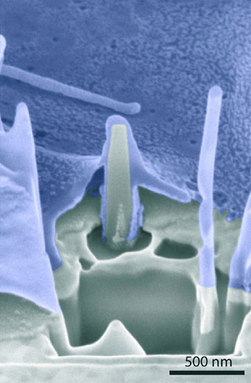 Image of the interface of cell (blue) and nanopillar shows cell membranes wrapped around the pillar.
