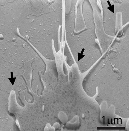 A scanning electron microscope image of a cell grown over and interacting with nanopillars. Arrows indicate three nanopillars.