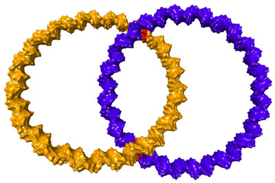 Die kleinsten Hochzeitsringe der Welt bestehen aus zwei verschränkten DNA-Ringen und sind so klein, dass man sie nur im Rasterkraftmikroskop sehen kann.