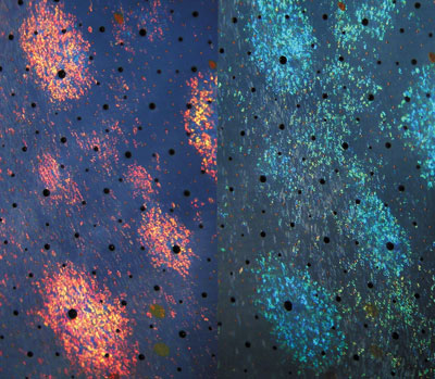 Iridophores in squid are highly angle dependent. This image shows the same iridophore splotches viewed at normal (red) and oblique (blue) viewing angles