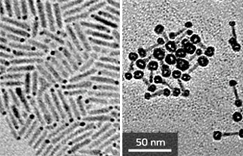 Transmission electron microscopy images of (left) CdSe-seeded CdS nanorods with palladium–gold tips (dark spots), and (right) CdS nanorods with core–shell gold–iron tip structures