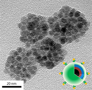 A transmission electron microscopy image of pH-sensitive theragnostic nanocarriers loaded with doxorubin