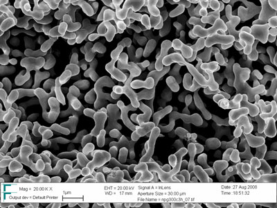 The nanomaterial under the scanning electron microscope