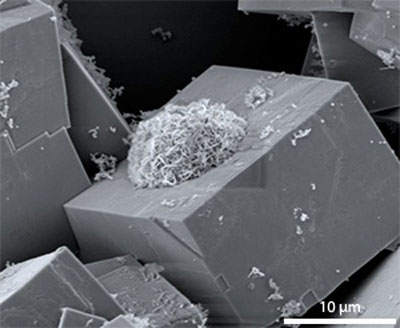 Scanning electron microscopy image of DRMs nucleating the growth of MOF crystals