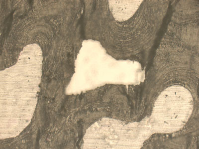 a human cortical bone sample at 20x magnification
