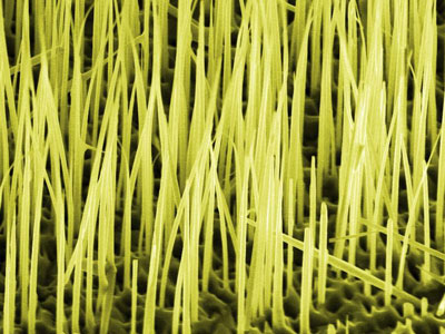 Nanosäulen aus Galliumarsenid wachsen auf einer Siliziumunterlage