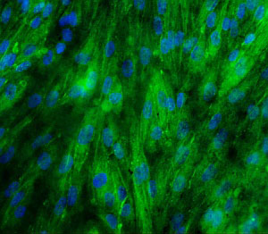 Fluorescence microscopy image showing HPTCs on a DOPA/collagen IV-coated PES/PVP membrane. Cell nuclei are stained blue.