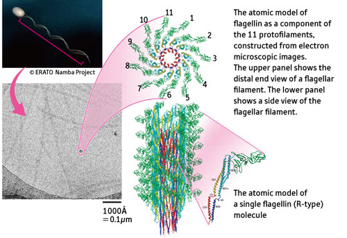 A cryo-electron microscopic image of flagellar filaments embedded in amorphous ice