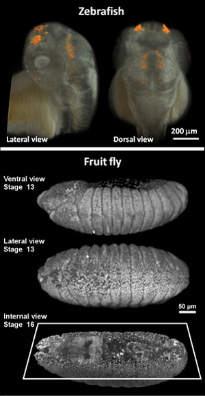 Three-dimensional live imaging of zebrafish (upper panel) and fruit fly (lower panel) embryos