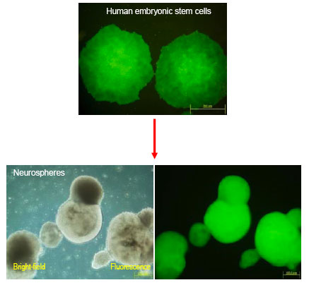 Genetically modified human embryonic stem cells (hESCs) and derived neurospheres