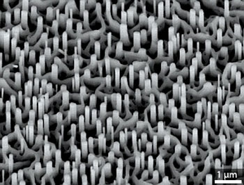 Scanning electron microscopy image of a hybrid nanowire–nanowall structure