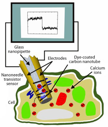 Schematic diagram of a nanoneedle transistor sensor for measuring intracellular calcium ion concentration