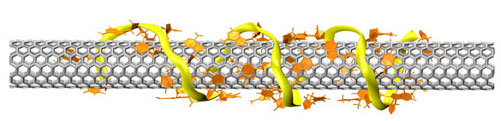 single-strand DNA molecule (yellow ribbon) coiled around an armchair carbon nanotube