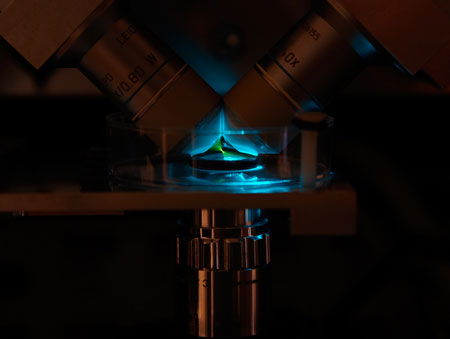 The new microscope enables scientists to watch and measure fast-moving molecules
