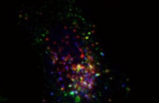 uptake of fluorescent nanoparticles inside cells