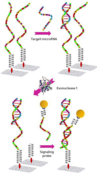 The sequence of an ultrasensitive assay for detection of microRNAs on a chemically modified glass slide