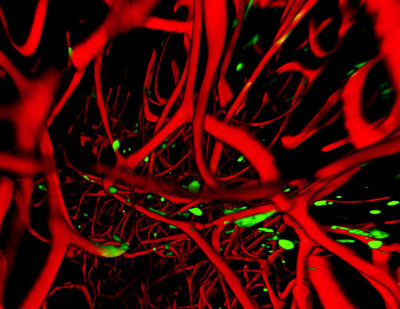 Image of nuclei of proliferating neural stem cells (green) and blood vessels (red) tunneling into the transparent hippocampus