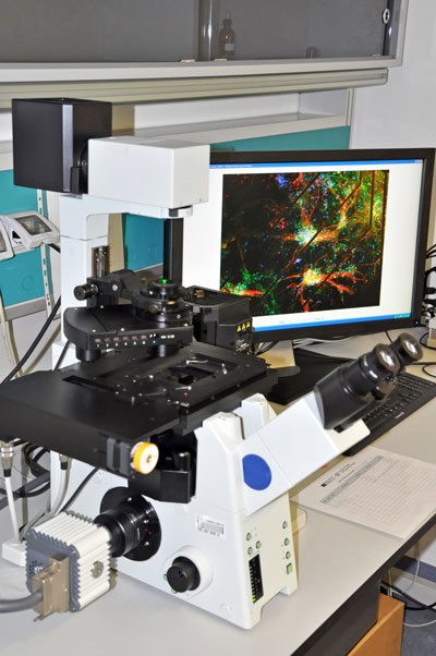 Automated microscope with view of stained neuronal network