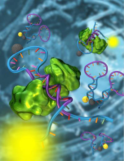 A Structure-switching Nanosensor made from DNA 