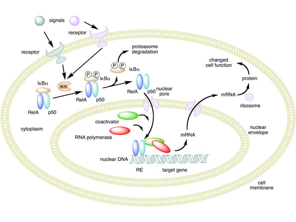 NF-kB is a protein complex that is a key element of a biochemical signaling pathway