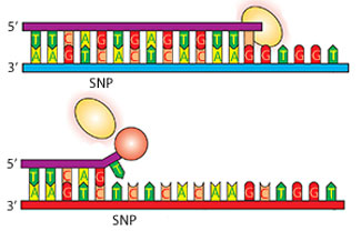 Gold nanoparticles (red sphere) prevents DNA polymerase (yellow oval) from attaching to DNA during AS-PCR