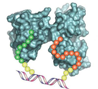 A DNA Synbody