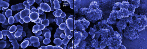 pure silicate submicroparticles (left) and those coated with carbon nanoparticles (right)