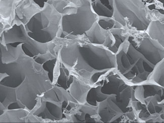 Scanning electron microscopy image of the honeycomb-like structure of the peptide scaffolds