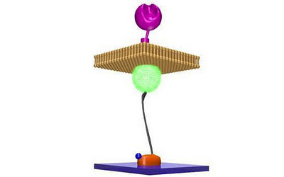 mechanical forces on the surface of a cell